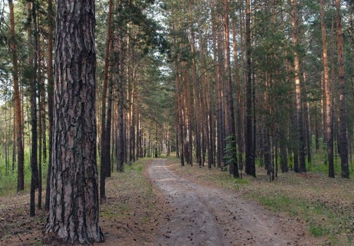 Barnaulskiy-lentochnyy-bor-700x487